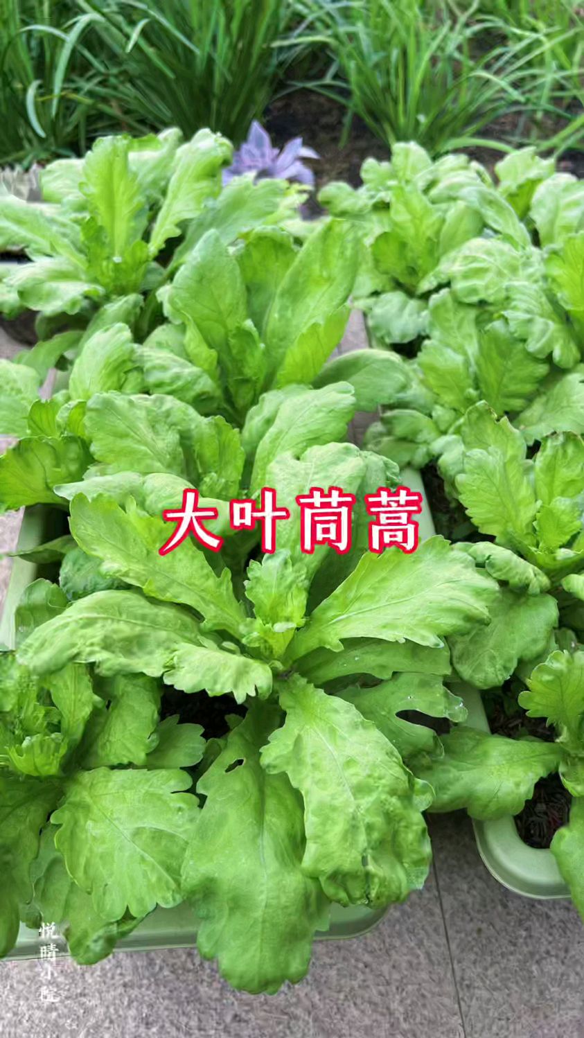 大叶茼蒿的采收方法