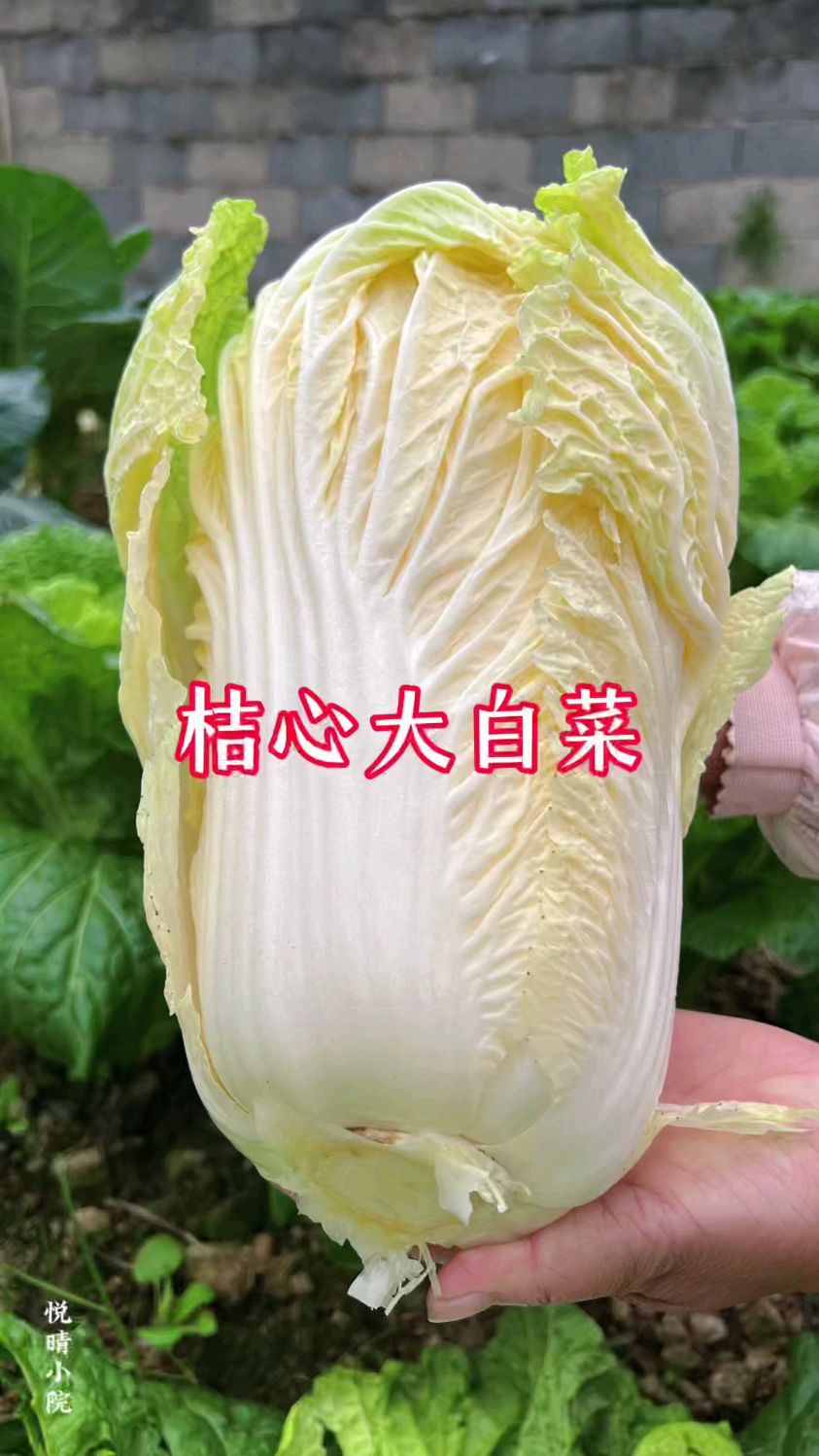 一大早又摘一颗桔心大白菜