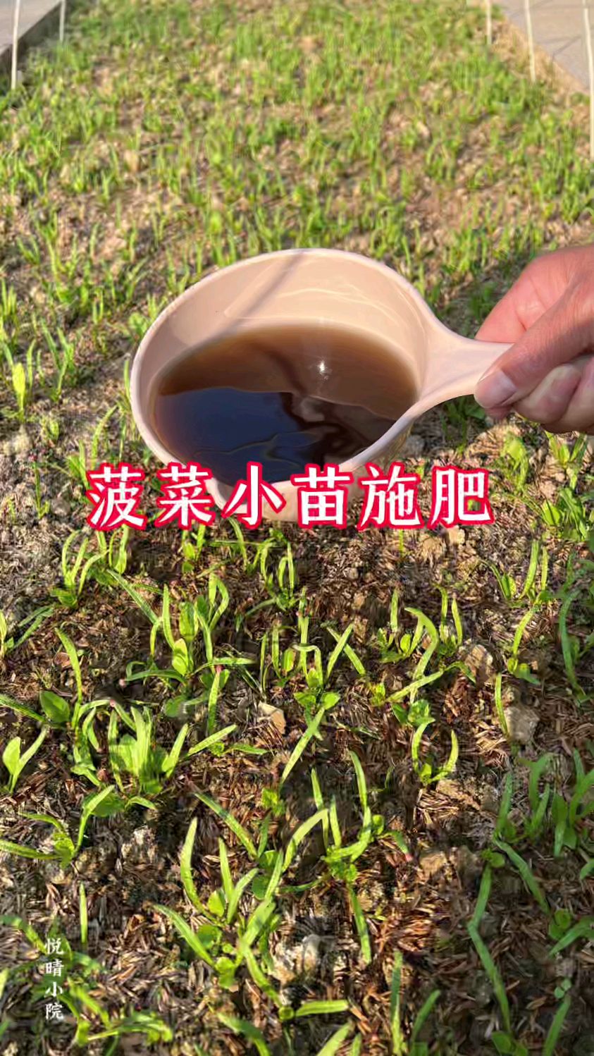 菠菜小苗施肥管理