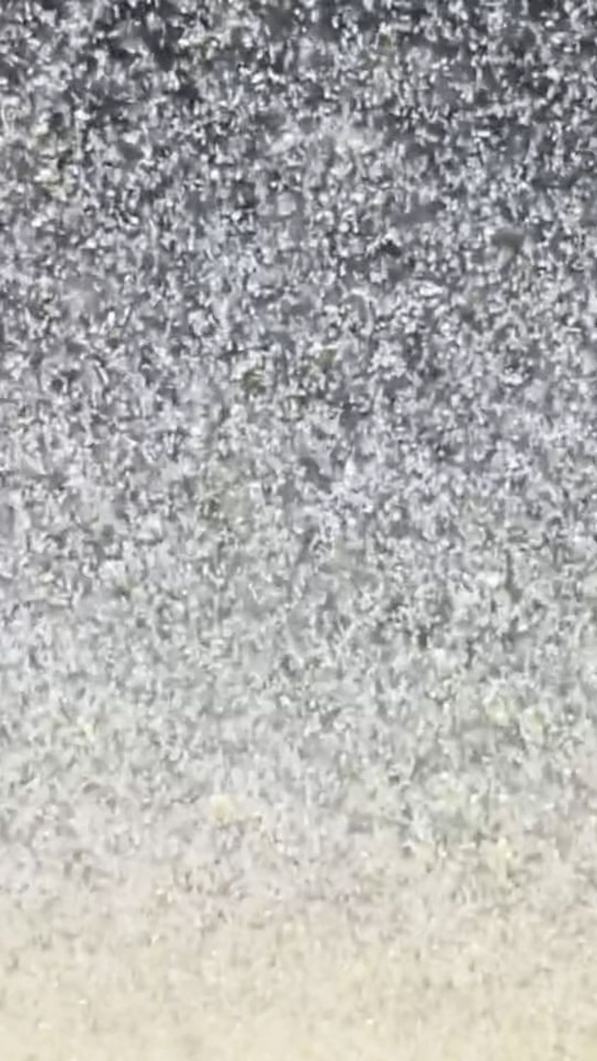 这样培育的轮虫鱼虾蟹根本吃不完。