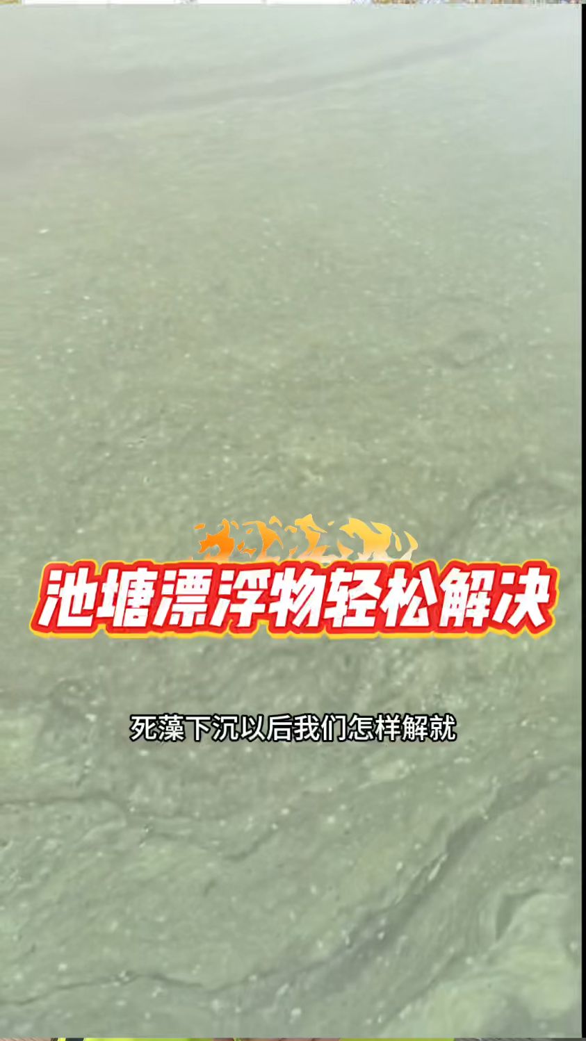 发现池塘漂浮的藻类可以这样去处理。