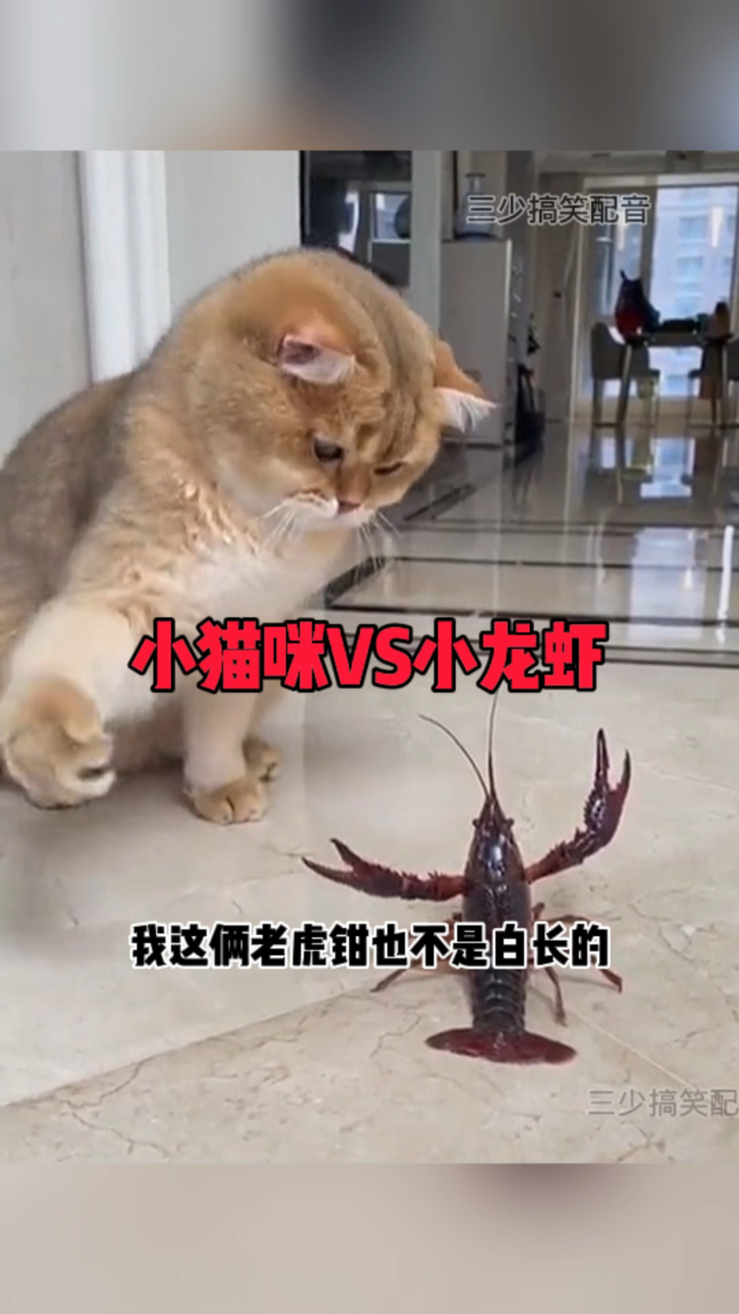 小猫咪VS小龙虾,看谁更胜一筹