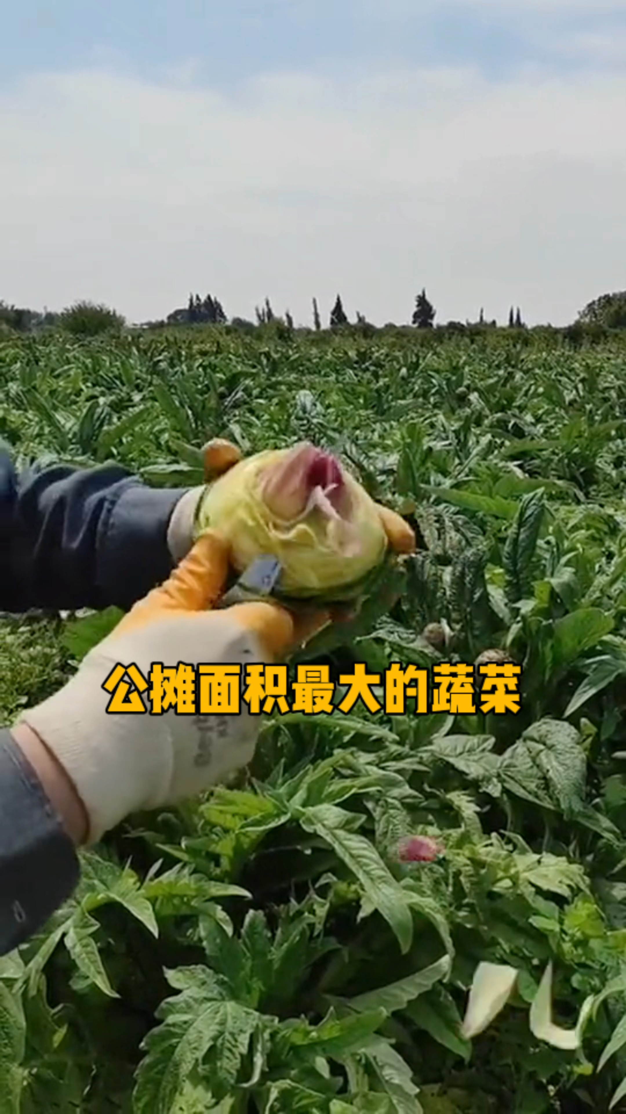 公摊面积最大的蔬菜,你们谁吃过