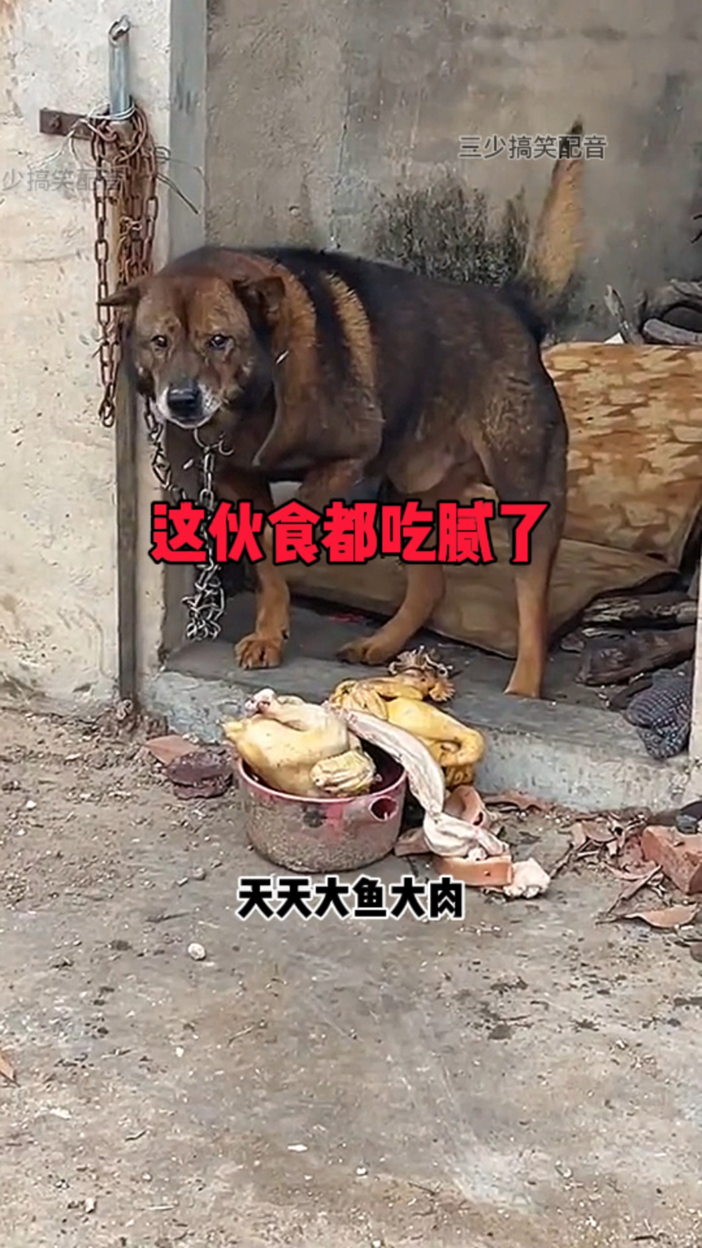 天天大鱼大肉,二狗都吃腻了