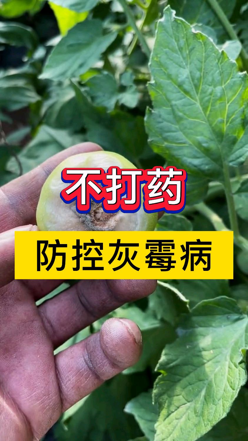 蔬菜灰霉病不打药如何防控?大棚蔬菜灰霉病防治方法