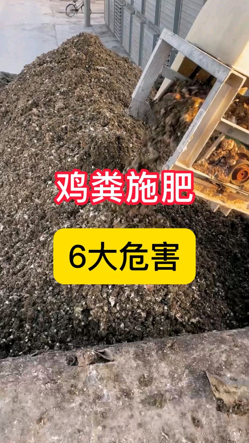 鸡粪对农作物是好是坏?鸡粪当肥料的6大危害