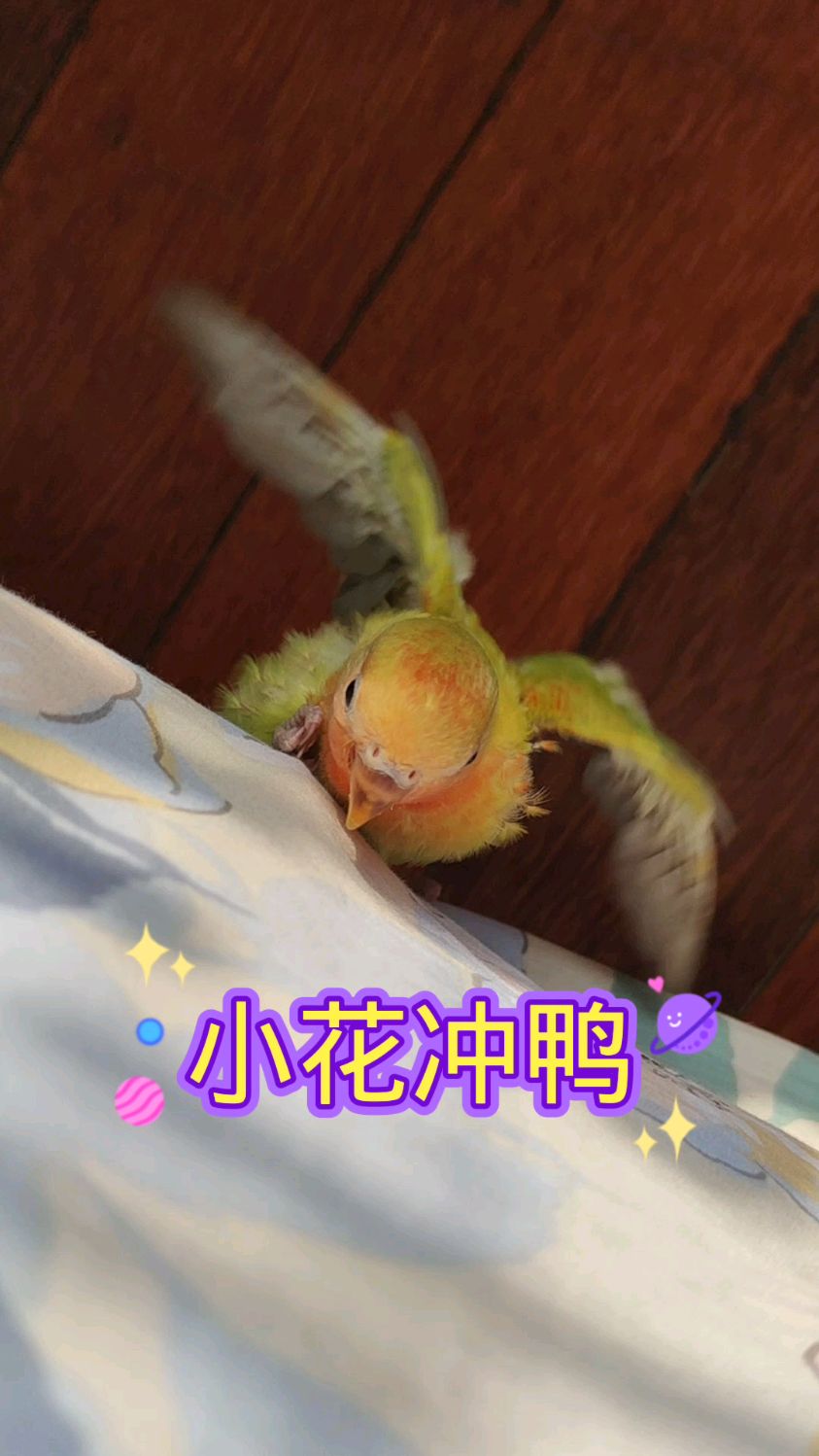 小牡丹越来越厉害,不用充电器线就可以上来了!励志鸟