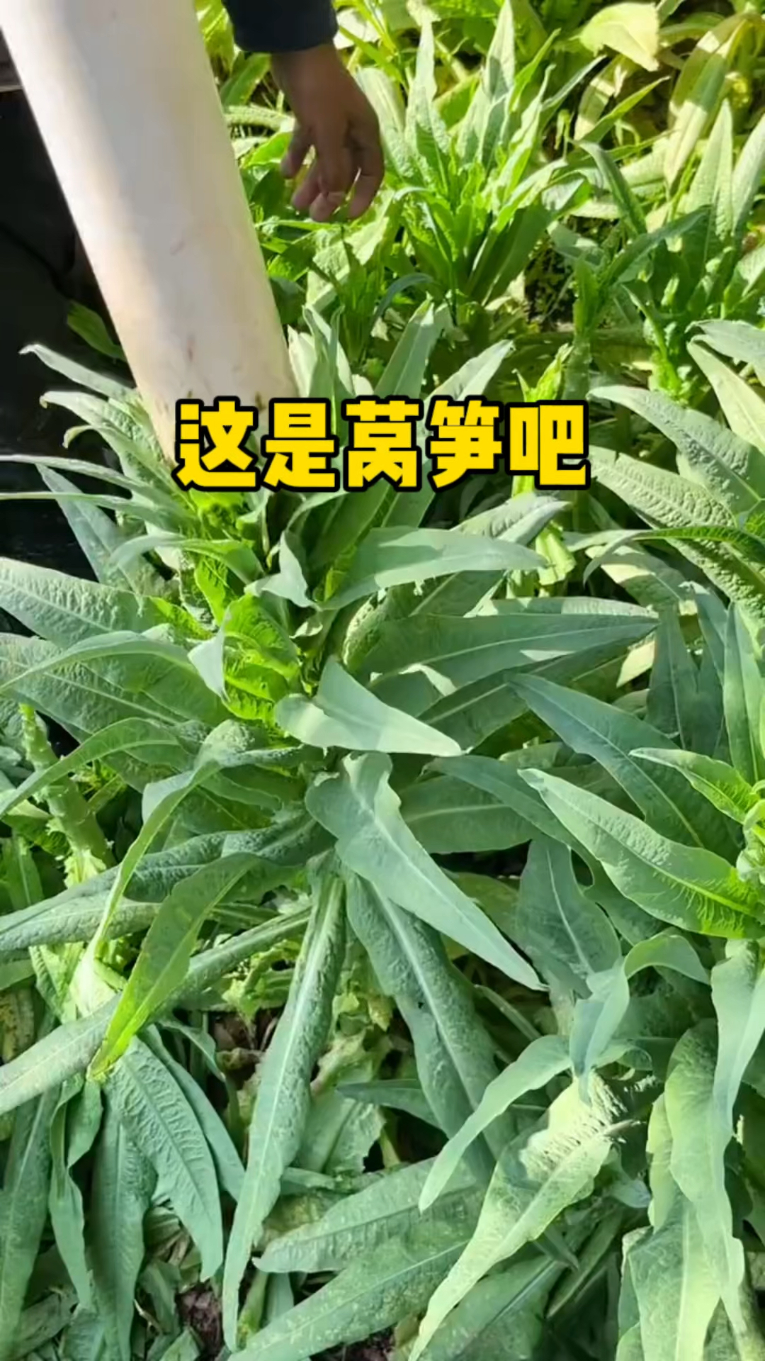 油麦菜是叶子莴笋是根,不知道我说的对不对