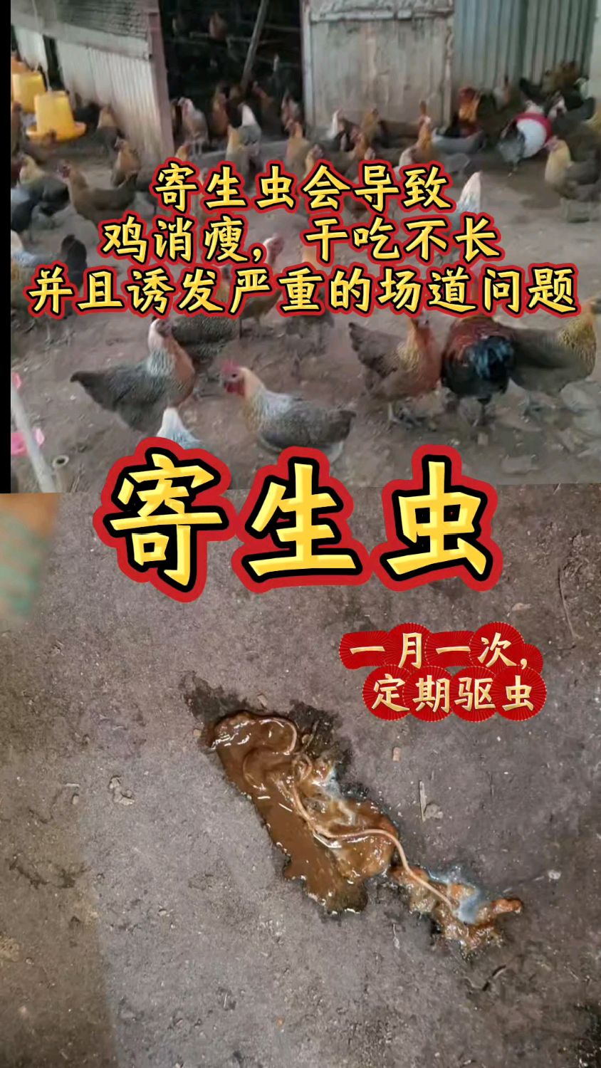 寄生虫会导致鸡消瘦,干吃不长,甚至诱发严重肠道问题