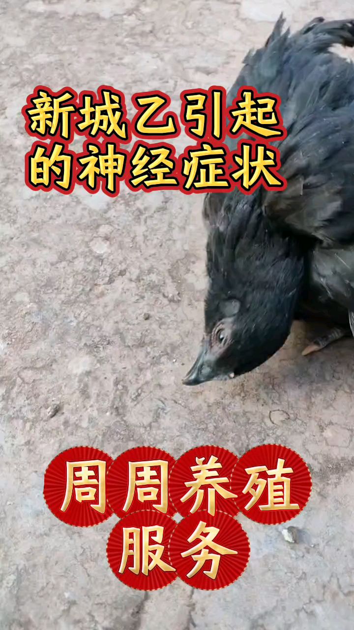 养鸡新城疫重在预防