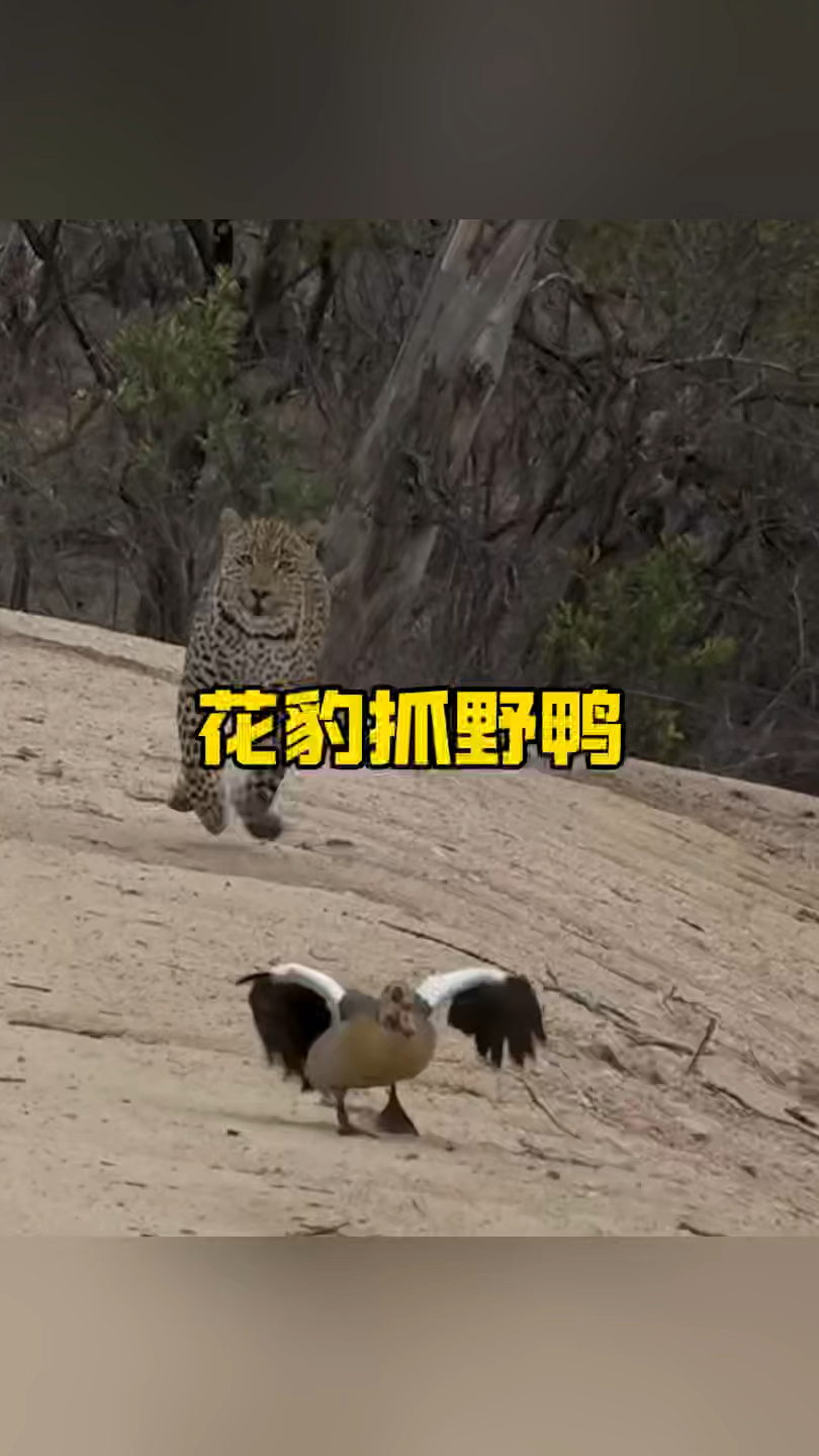 非洲花豹靠近野鸭子,蠢蠢欲动伺机抓捕却竹篮打水一场空