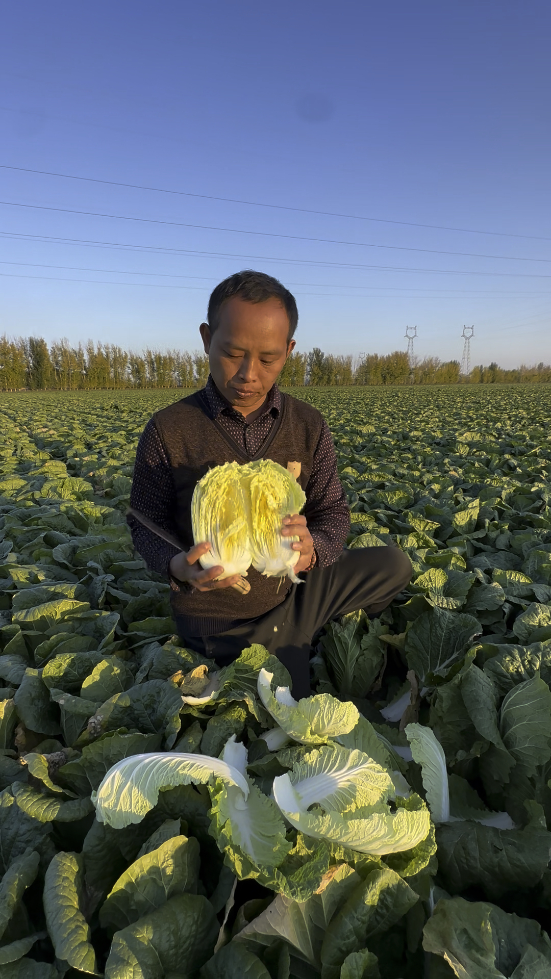 农家自种的黄心娃娃菜