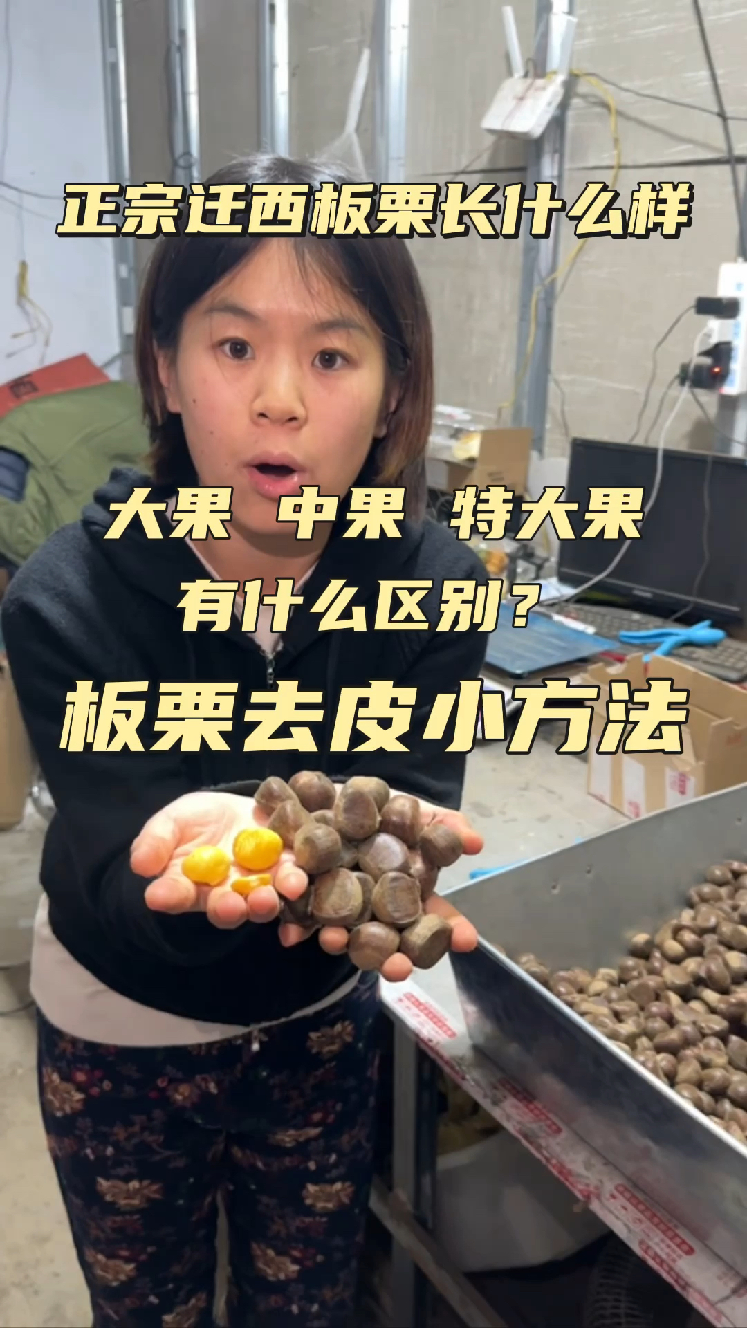 正宗迁西板栗长什么样?