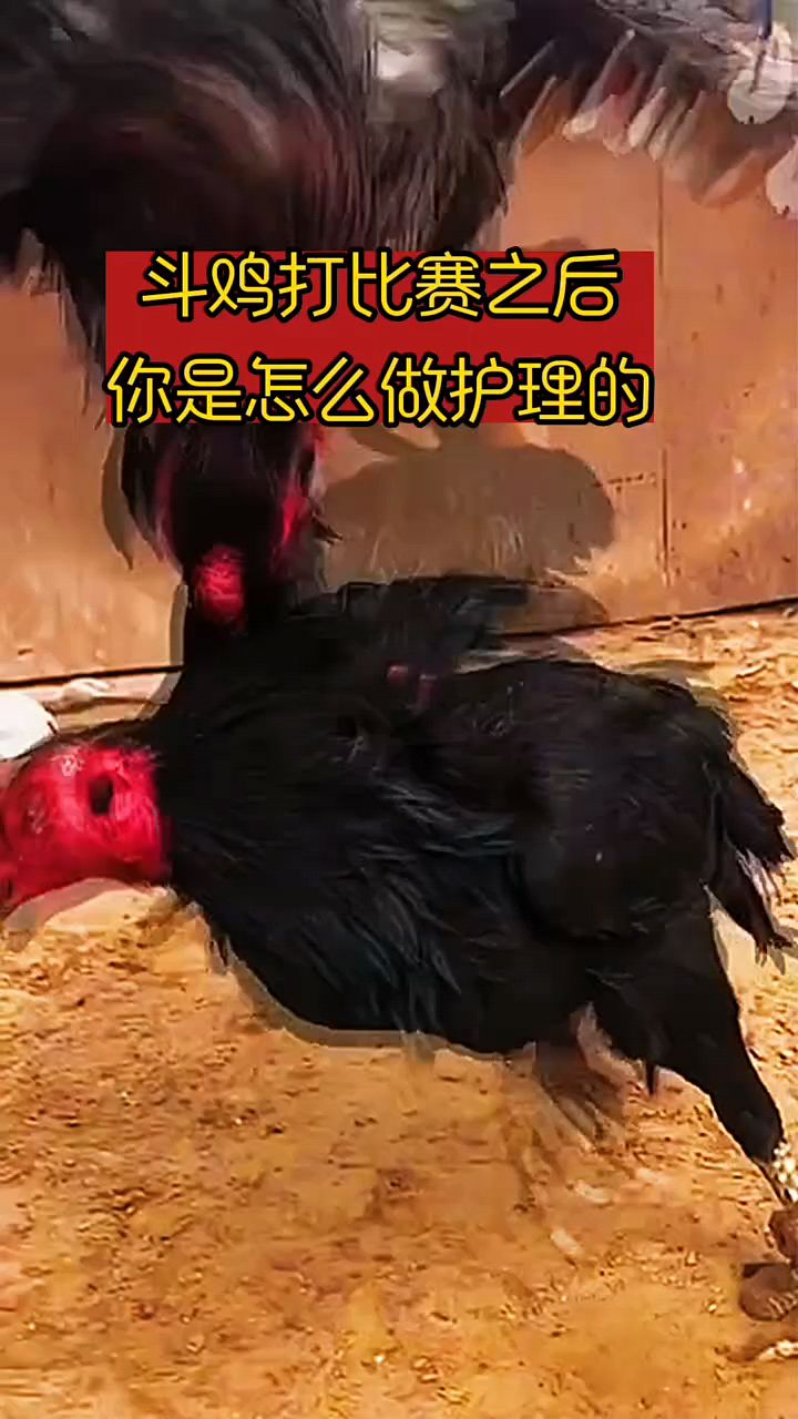 斗鸡比赛后如何护理?
