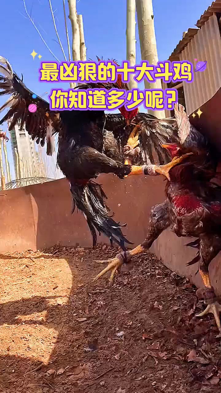 凶狠的十大斗鸡,你知道吗?