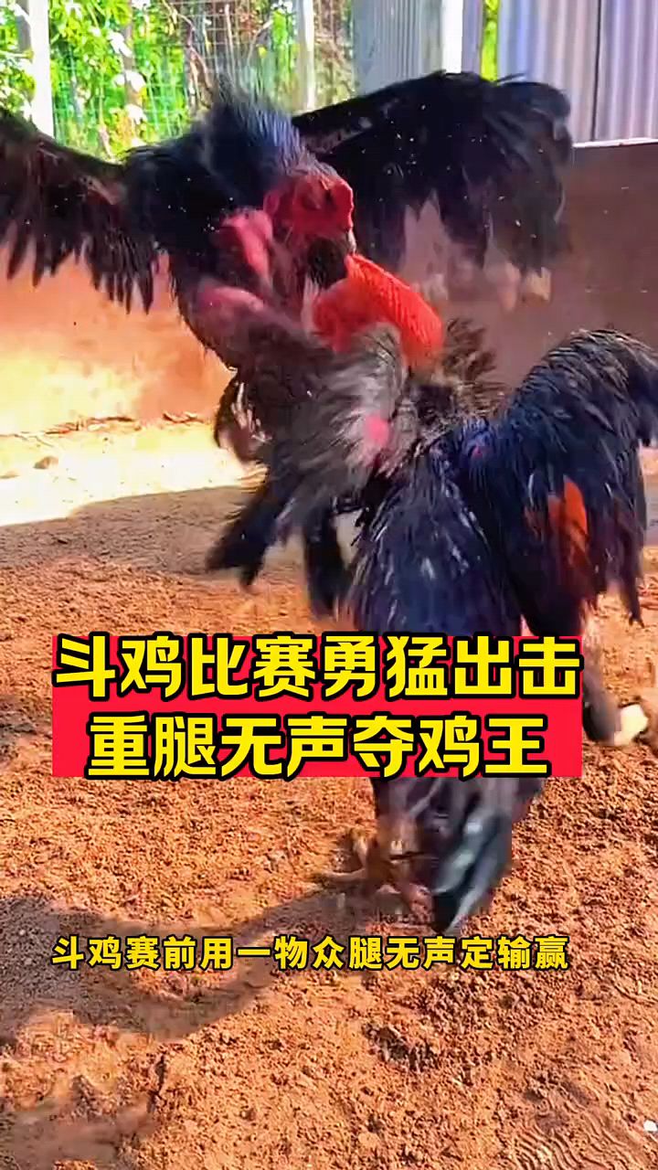 斗鸡勇猛无敌斗鸡王