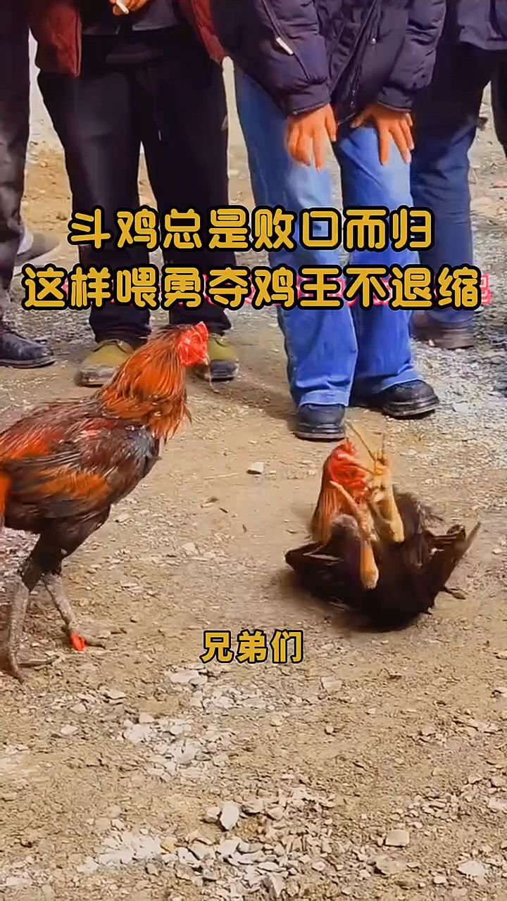 斗鸡不退缩夺鸡王