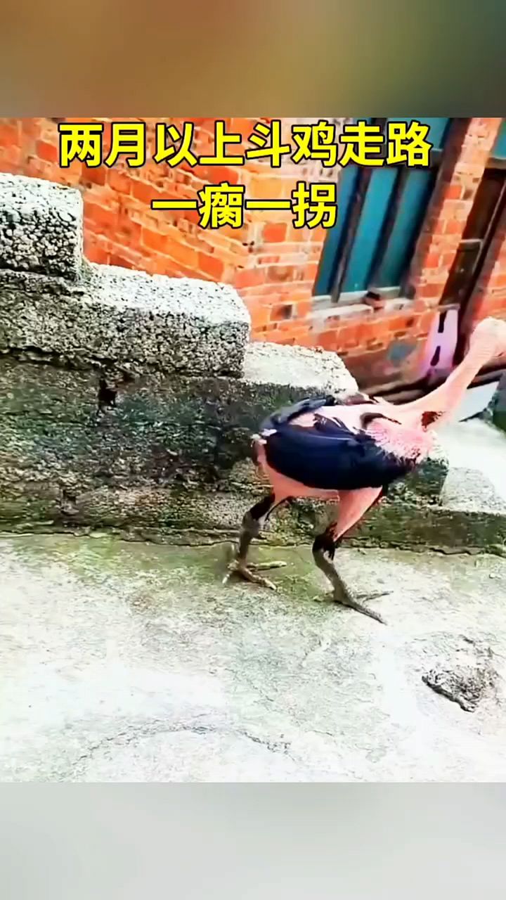 斗鸡腿瘸瘫痪怎么办