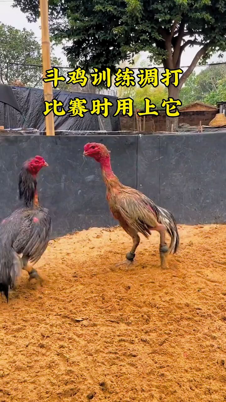 斗鸡训练像牛一样