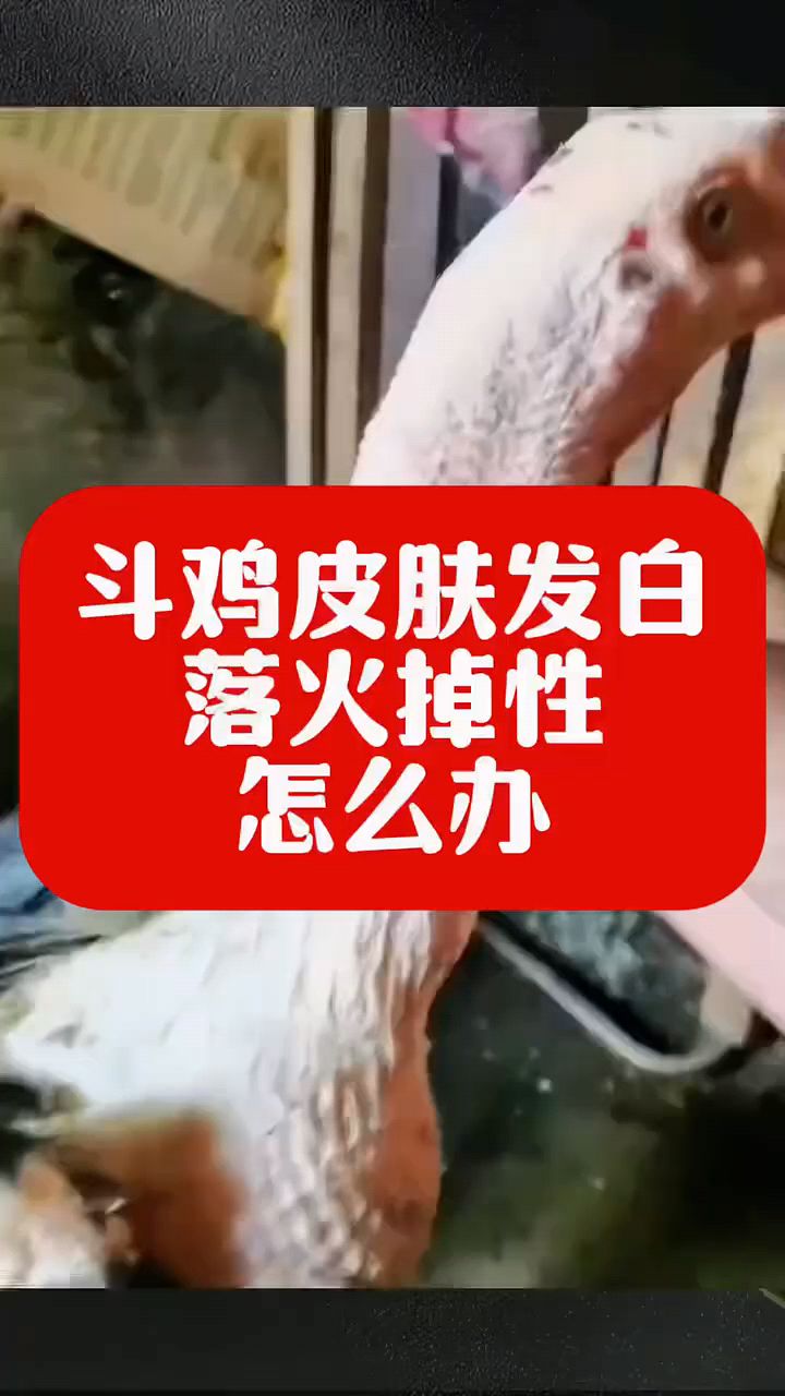 斗鸡发白发黄怎么办