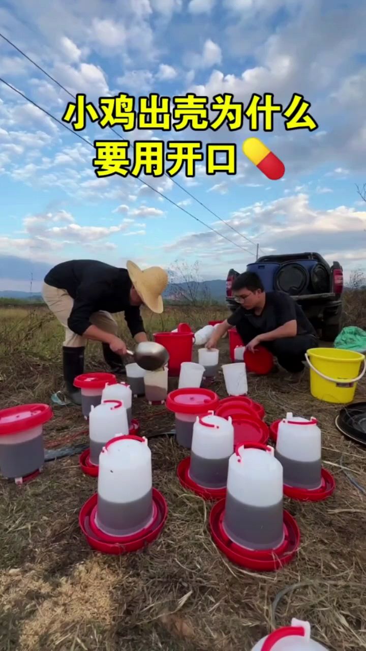 小鸡出壳后怎么喂啊