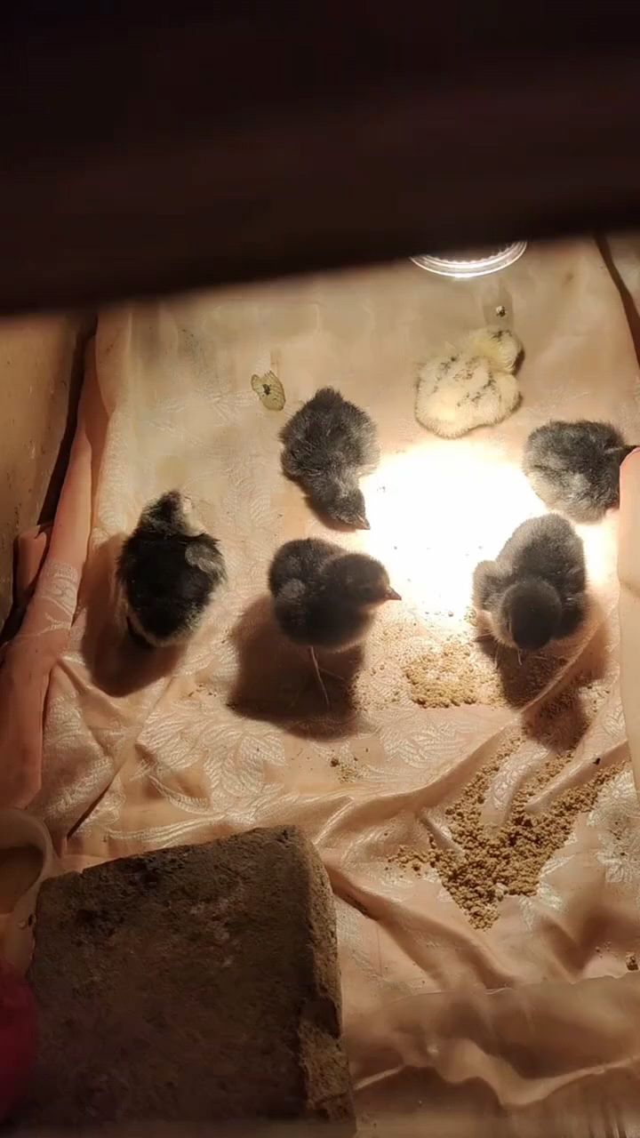 小鸡出壳怎么喂成活率高