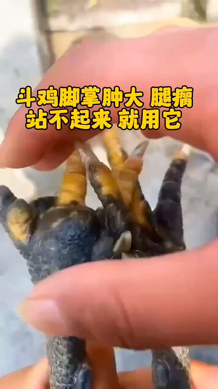 鸡鸭鹅脚掌肿大怎么办