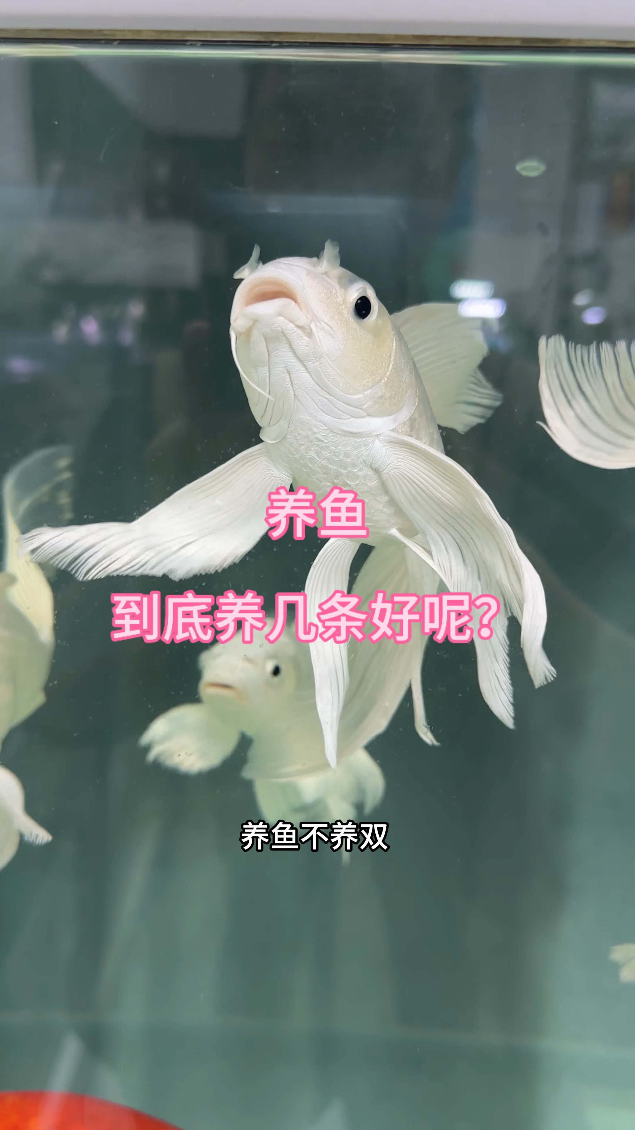养鱼到底养几条好呢? #新手养鱼 #科学喂养 #鱼缸里的大自然
