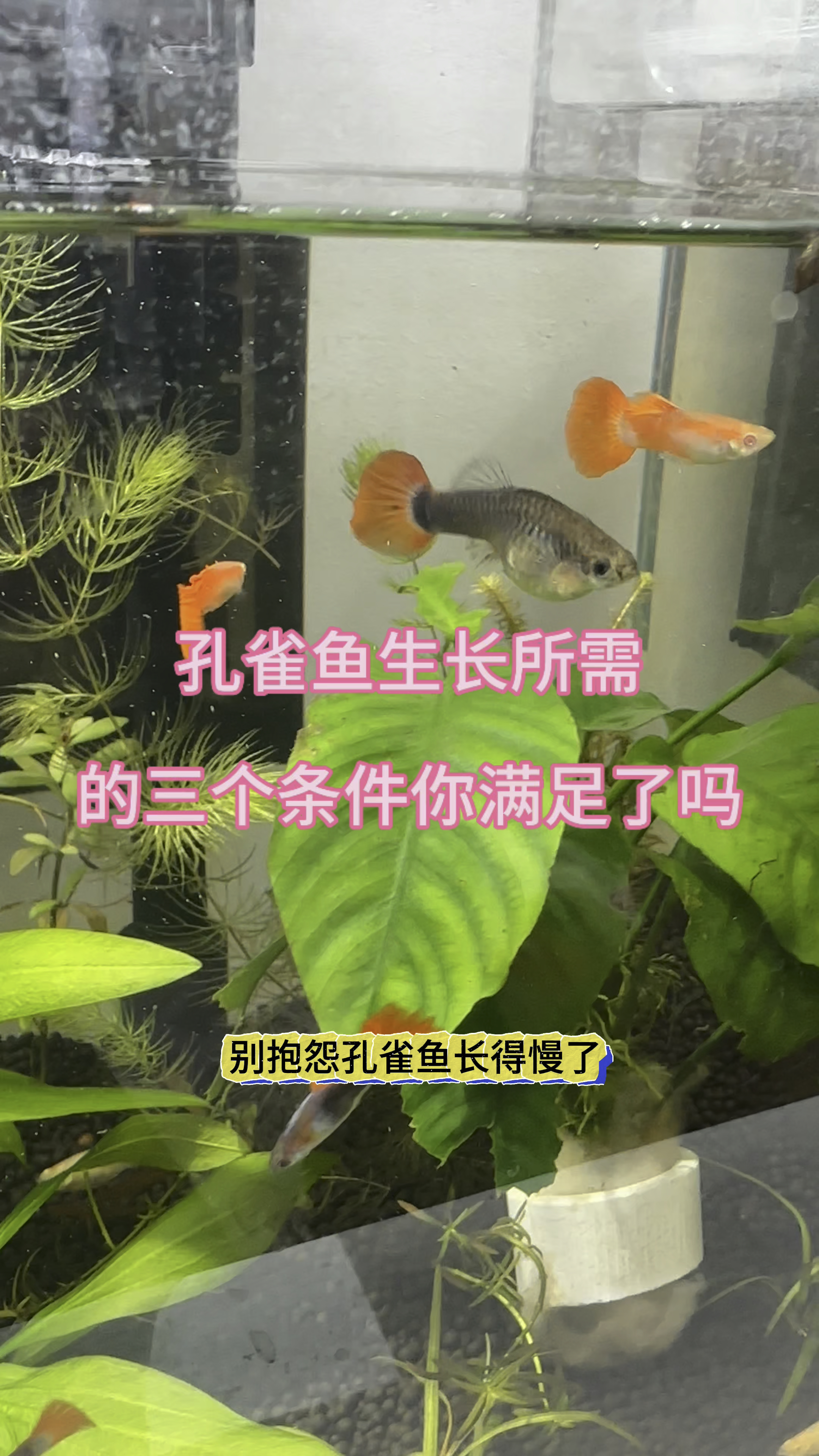 别抱怨孔雀鱼长得慢了,它生长所需的三个条件你满足了吗