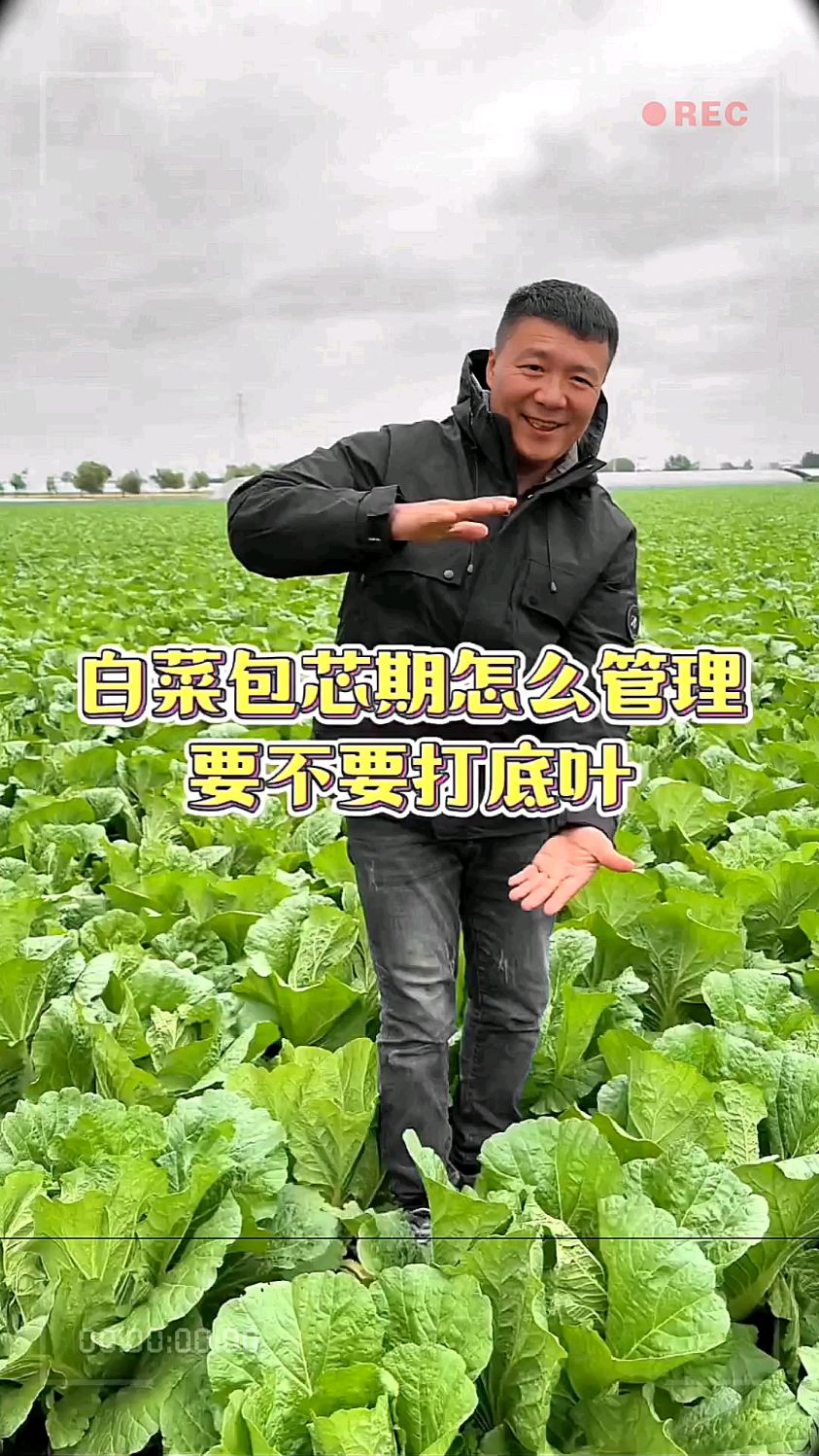 白菜包芯期怎么管理?