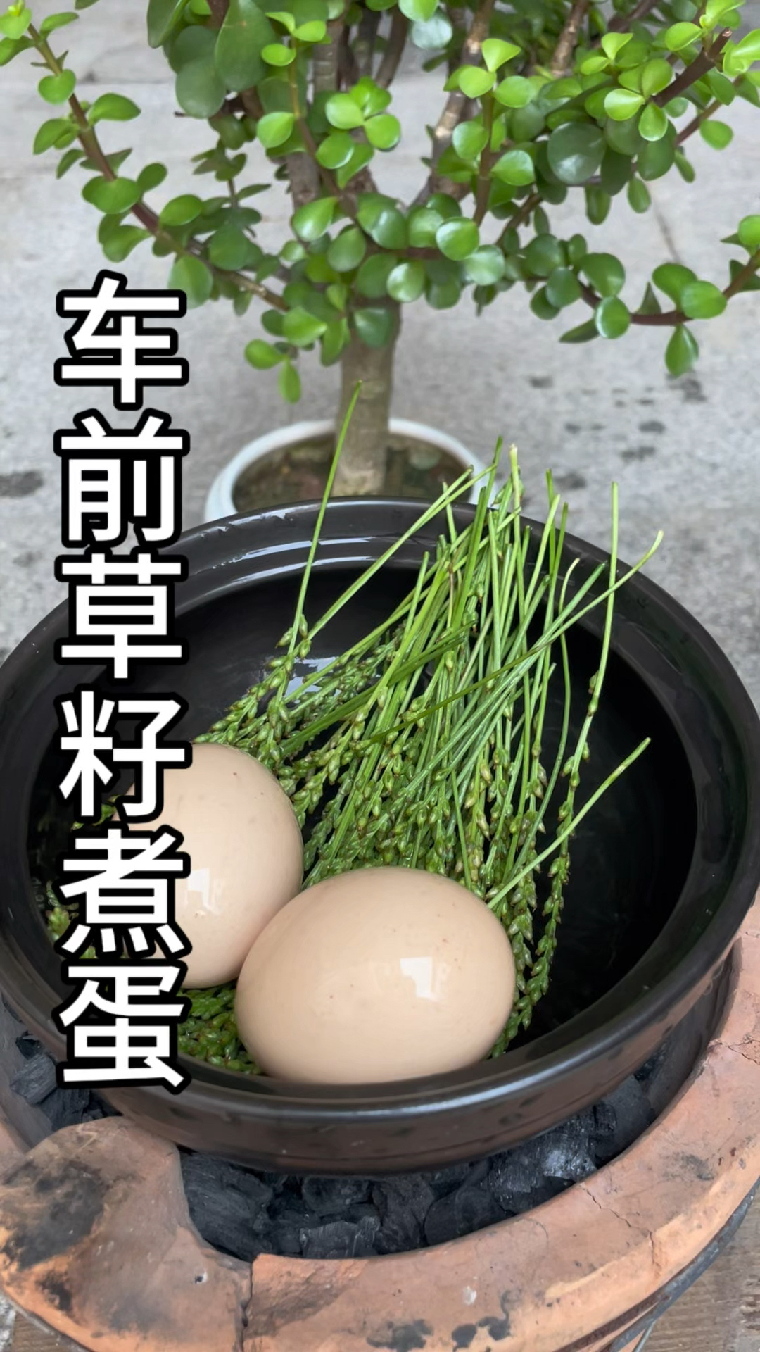 车前草全身都是宝,车前草籽煮鸡蛋!