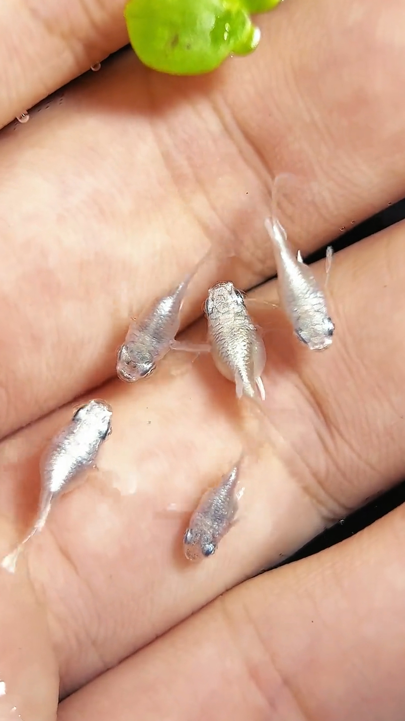 罕见的观背青鳉鱼不锈钢小球一样也叫银豆豆鱼,钓到一条可以发家