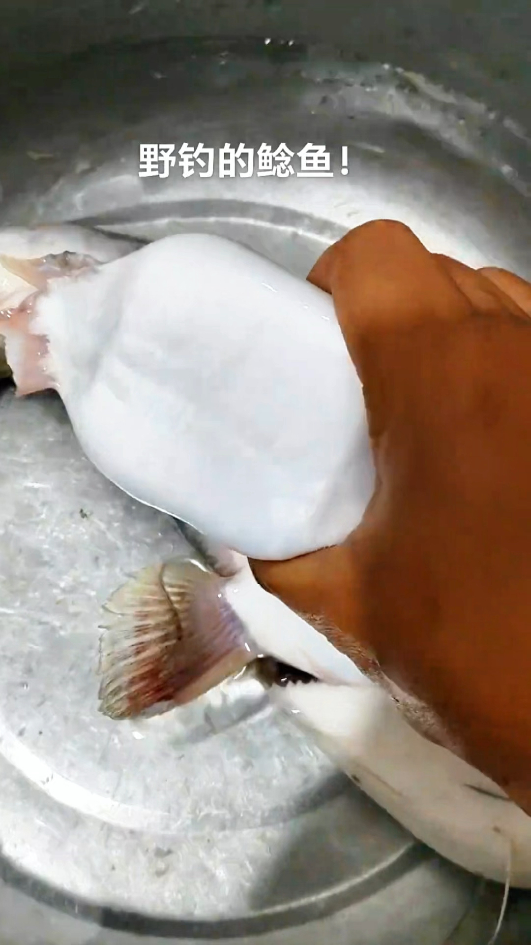 野钓来的鲶鱼肚子里有月饼盒,人类不要乱丢垃圾去河里了