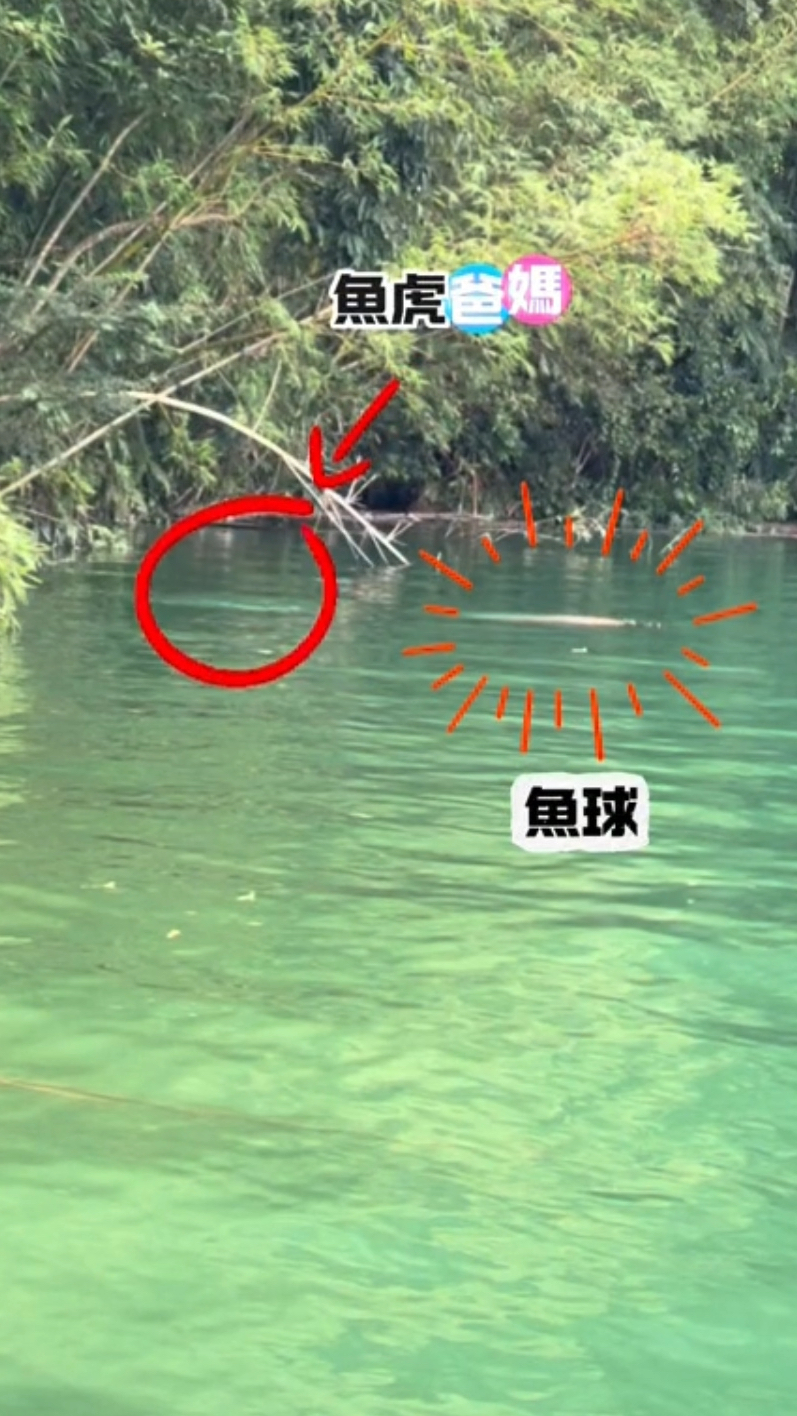 台湾日月潭鱼鱼虎在水面换气泡,要玩路亚的钓友赶紧冲