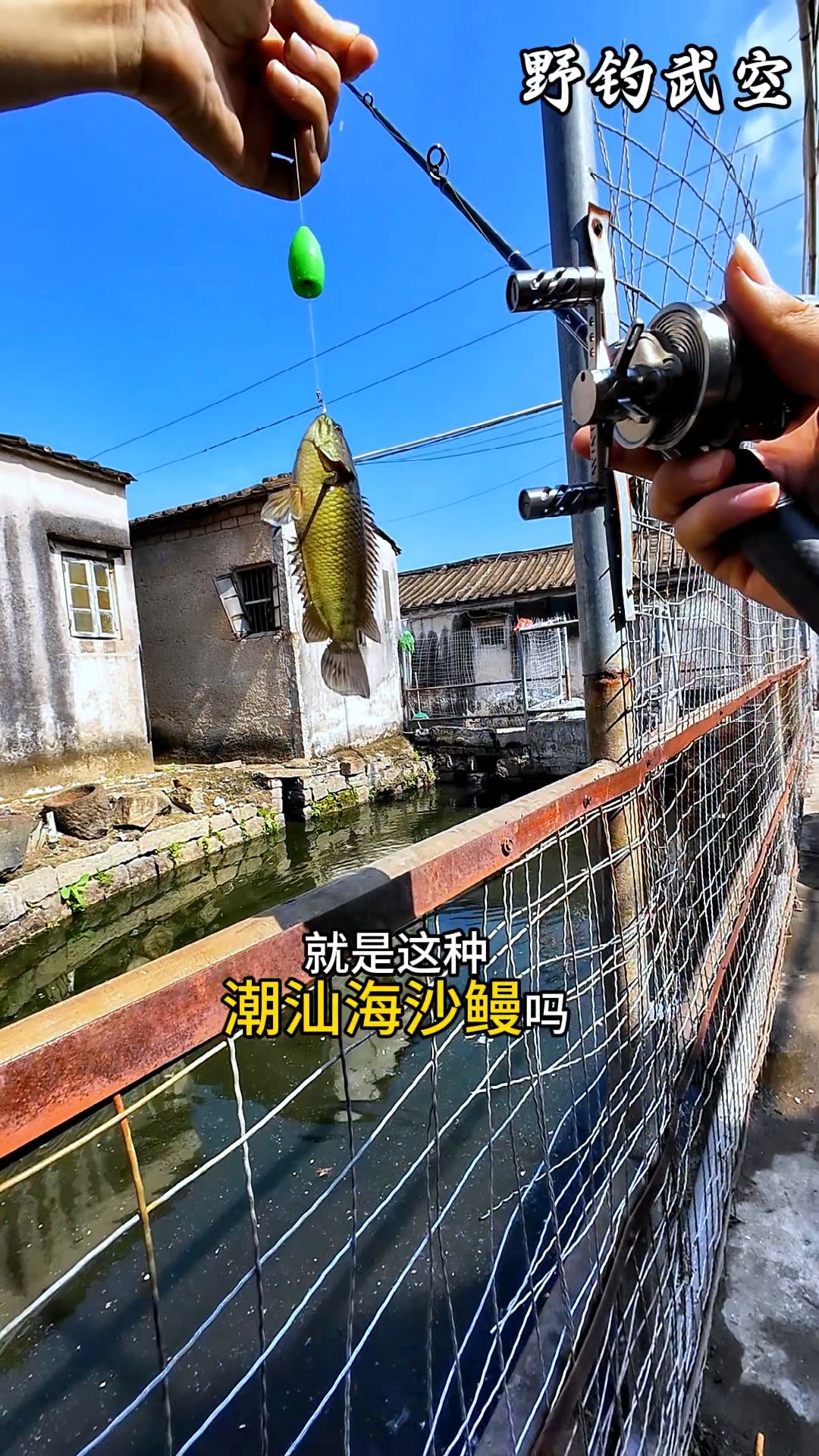 传说广东臭水沟有会咬人的鱼,今天用面包虫探钓才发现是过山鲫