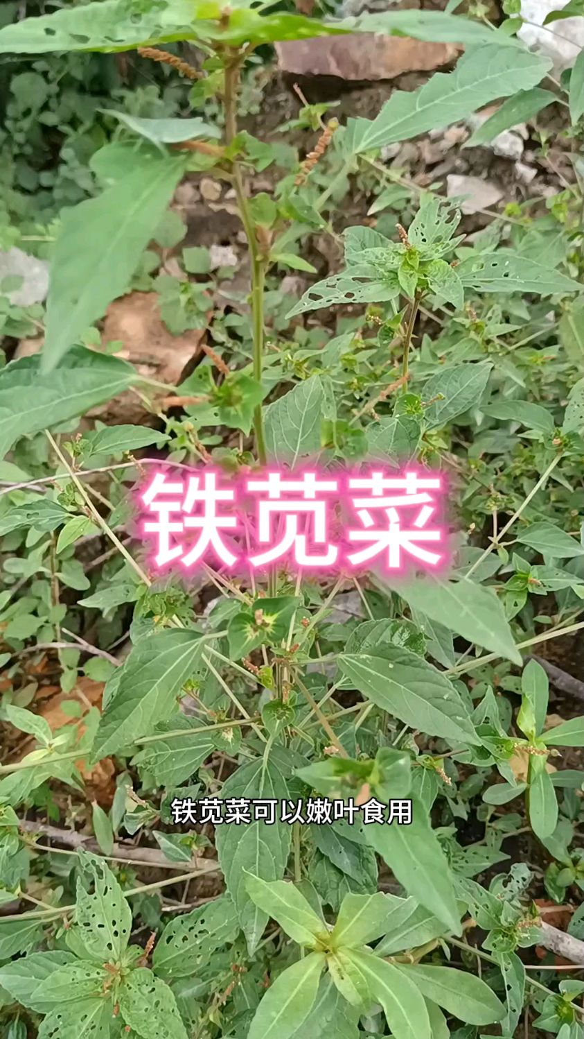 这野生铁苋菜五脏齐全,佳肴美味,很多人就不知道