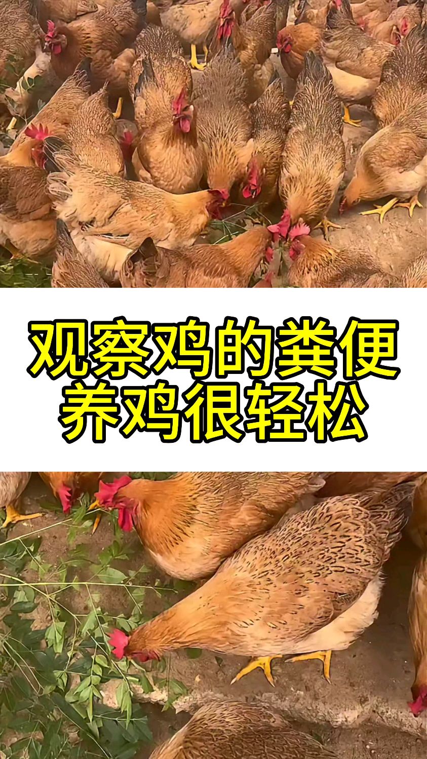 观察鸡的粪便养鸡很轻松