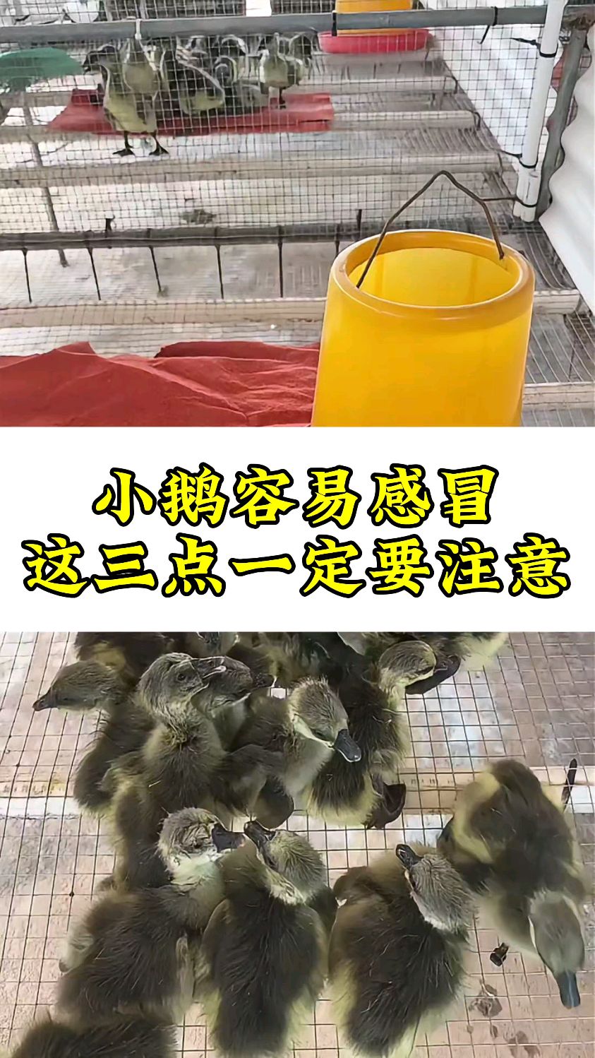 这三个时间段小鹅容易感冒