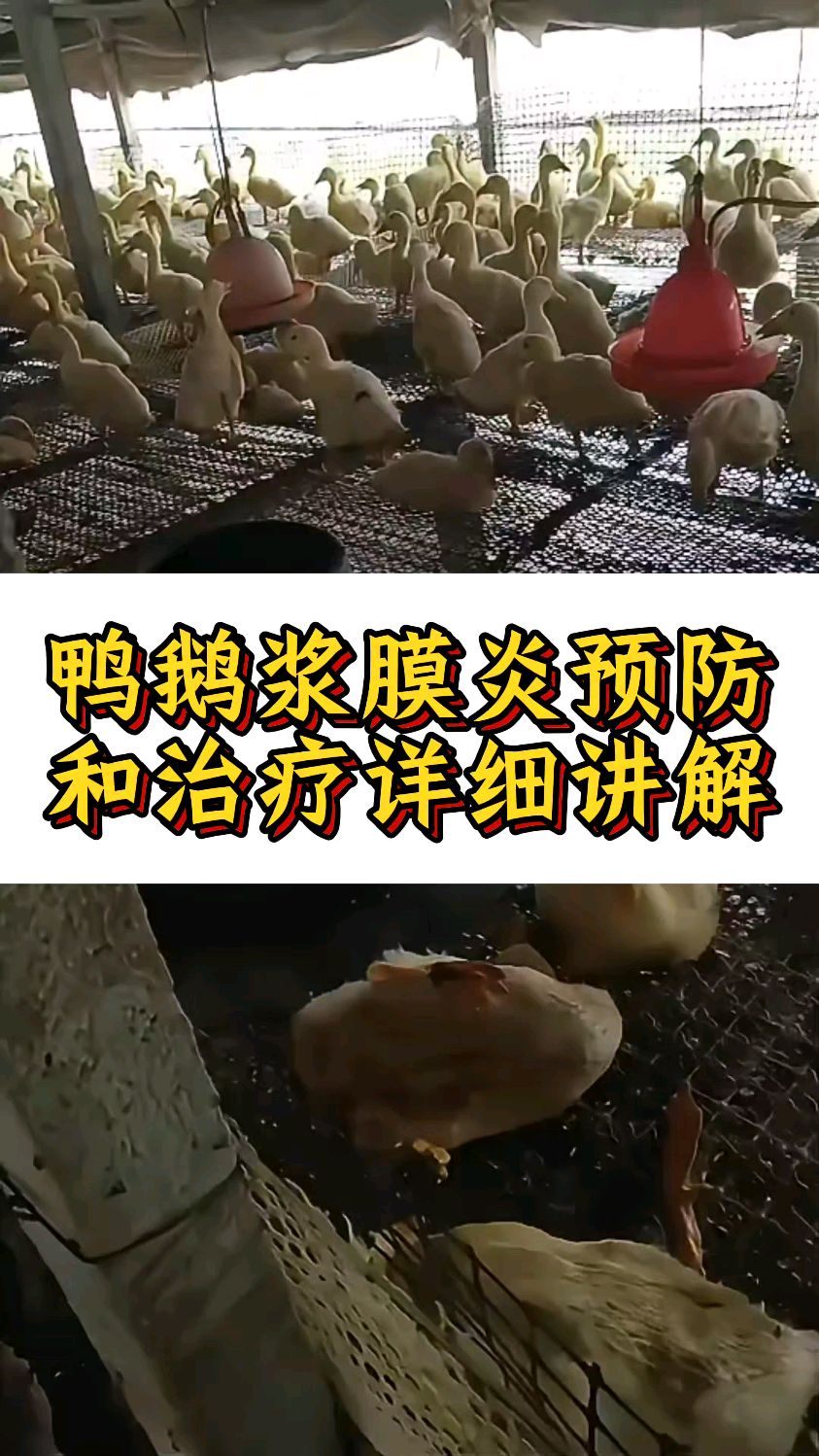 鸭鹅浆膜炎预防和治疗详细讲解