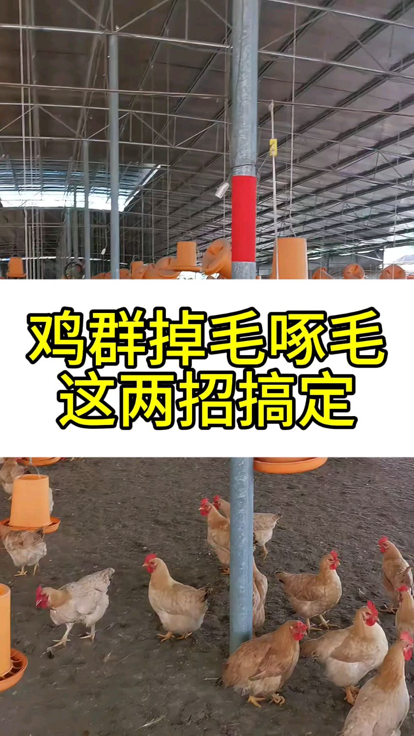 鸡群掉毛啄毛这两招搞定