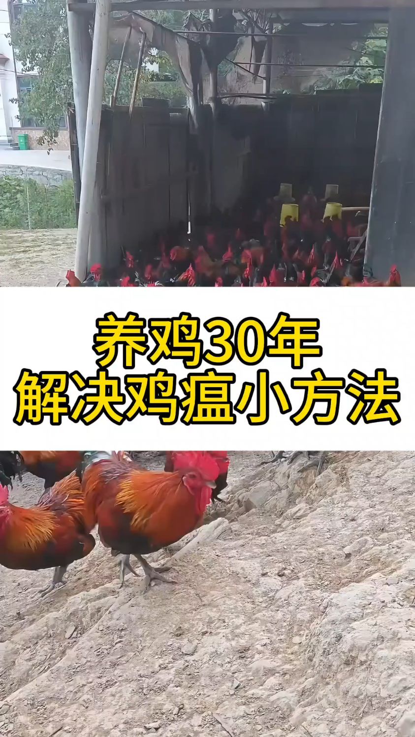养鸡30年解决鸡瘟小方法