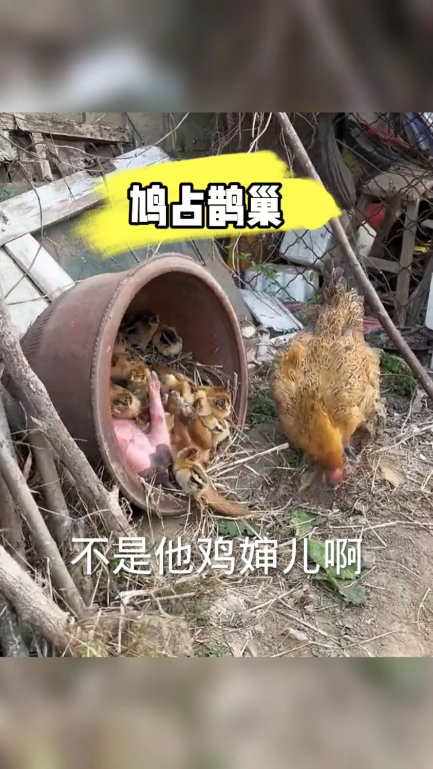 老母鸡领一群小鸡来狗窝,把狗窝给占领了,太可爱了吧