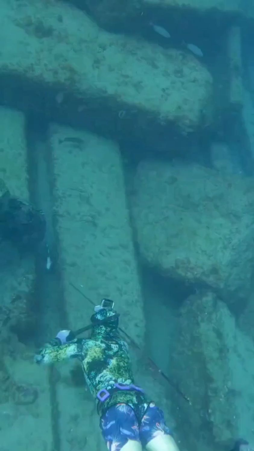 鲨鱼:它抢你的鱼,你扎我干什么?当我好欺负?浑身都是软骨吗