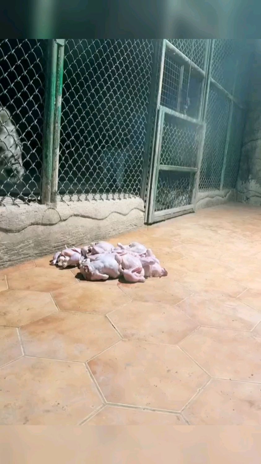 老虎: 天天吃冻肉,还都是吃激素长大的鸡,食之无味弃之可惜