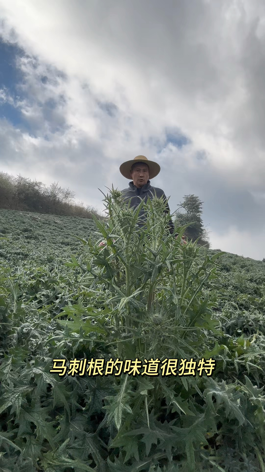 马刺根很多人都没有吃过,炖汤吃实在是太香了!