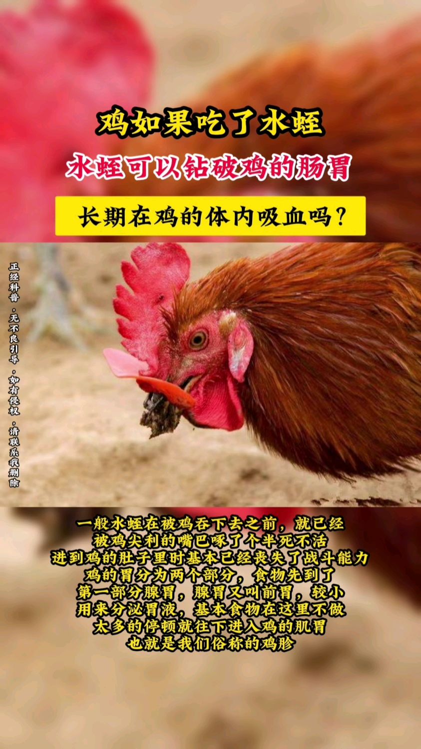 鸡如果吃了水蛭,水蛭可以钻破鸡的肠胃,长期在鸡的体内吸血吗?