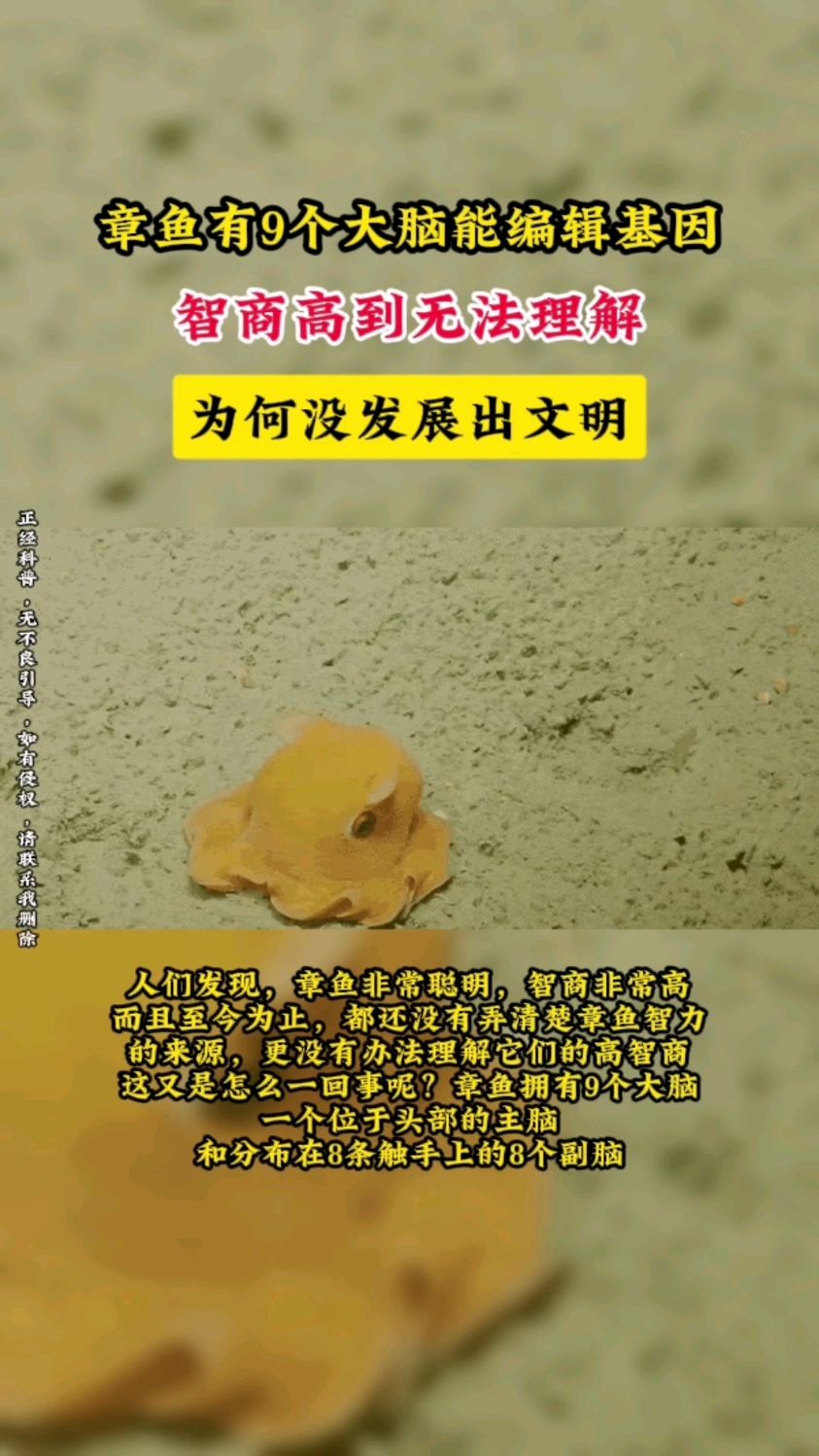 章鱼有9个大脑能编辑基因,智商高到无法理解,为何没发展出文明