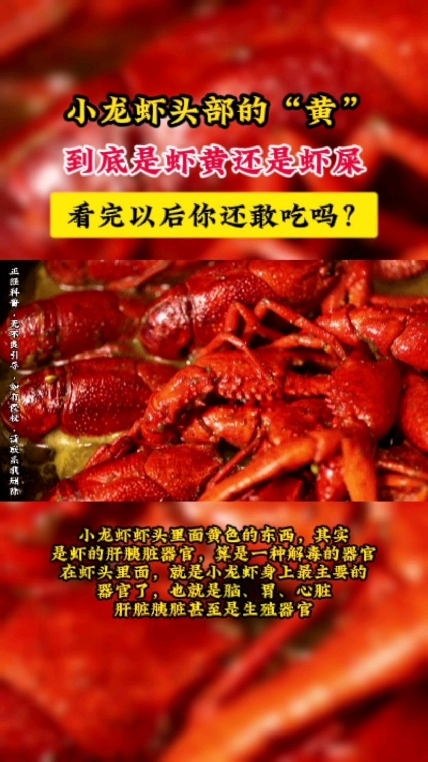 小龙虾头部的“黄”,到底是虾黄还是虾屎?看完以后你还敢吃吗?