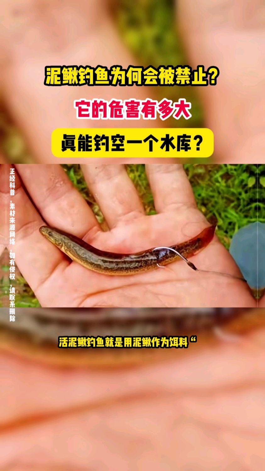 “泥鳅钓鱼”为何会被禁止?它的危害有多大?真能钓空一个水库?