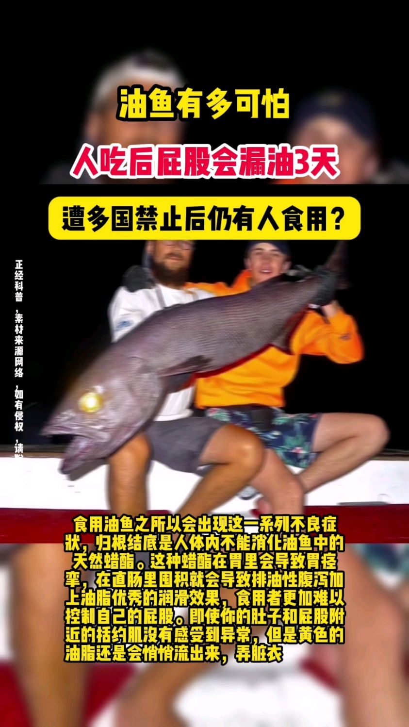 油鱼有多可怕?人吃后屁股会漏油3天,遭多国禁止后仍有人食用?